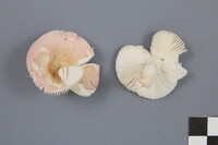 Russula betularum image